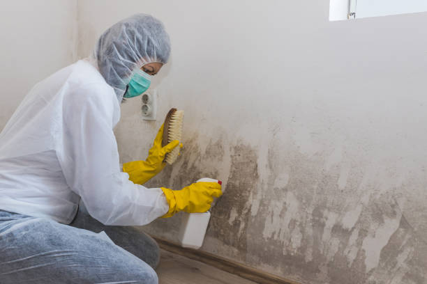 Best Biohazard Mold Removal in Captain Cook, HI